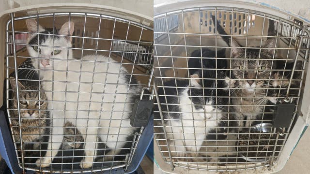 Nearly 60 cats found hoarded in Bucks County storage unit; some seriously ill