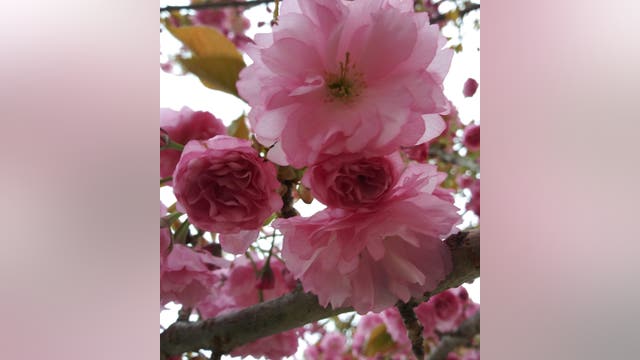 Cherry blossoms 2025: Where can you find the best places to see cherry trees