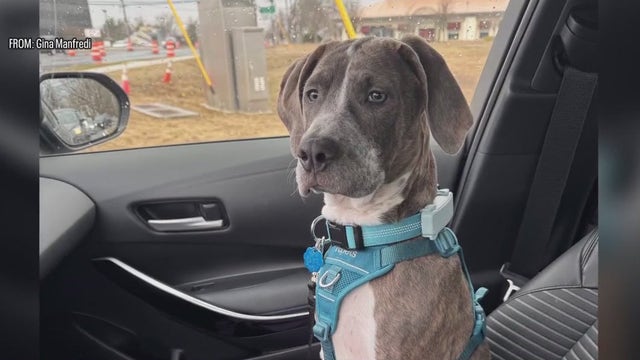 Puppy rescued by high-tech drone team in South Jersey