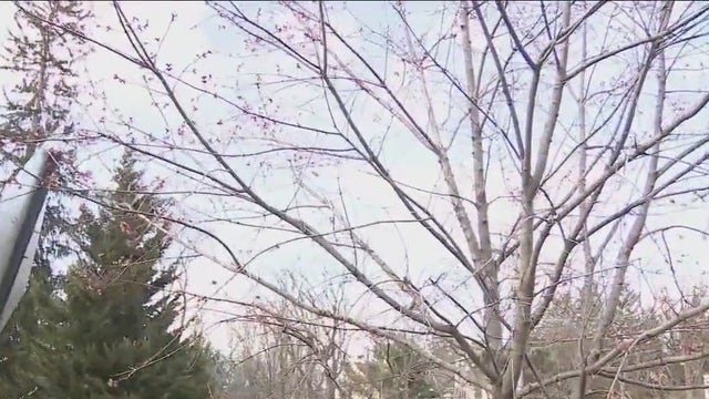 Pollen allergies are back: Why are they so severe; tips to feel better