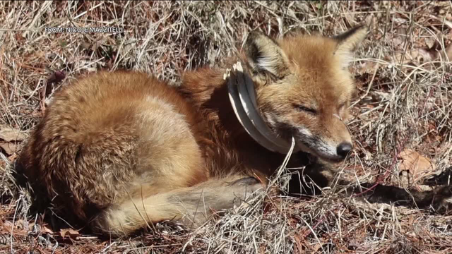 Injured fox trapped in plastic may be pregnant; South Jersey police asking for help