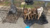 Malnourished dogs found abandoned in cages near Montco shopping center