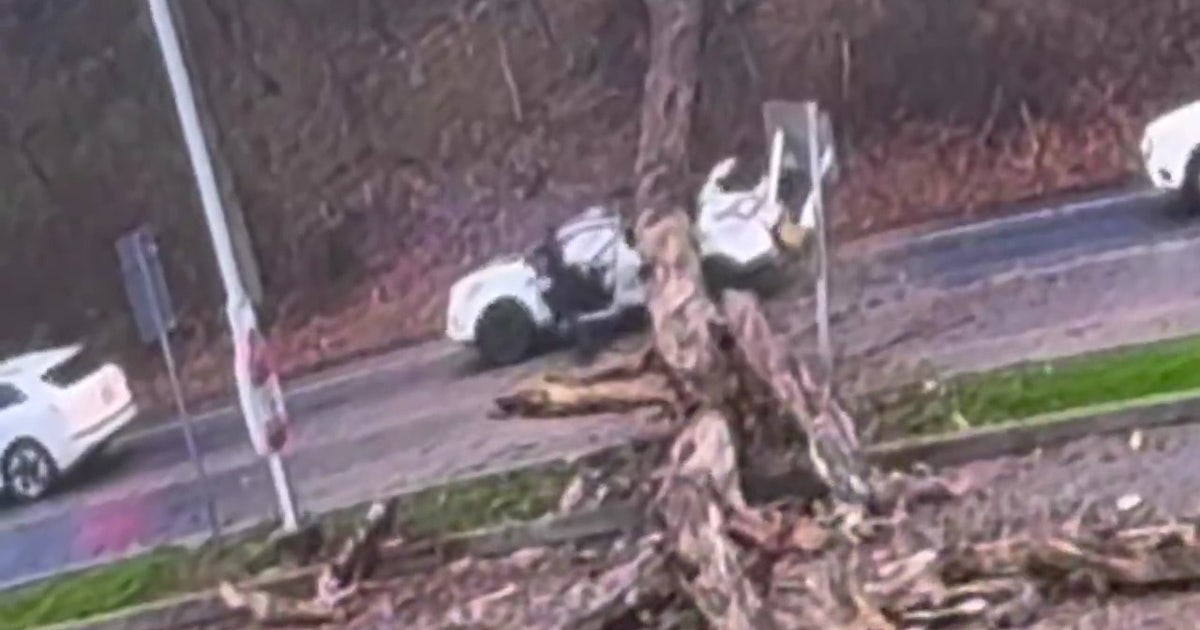 Driver escapes after massive tree falls onto SUV in Chester County ...