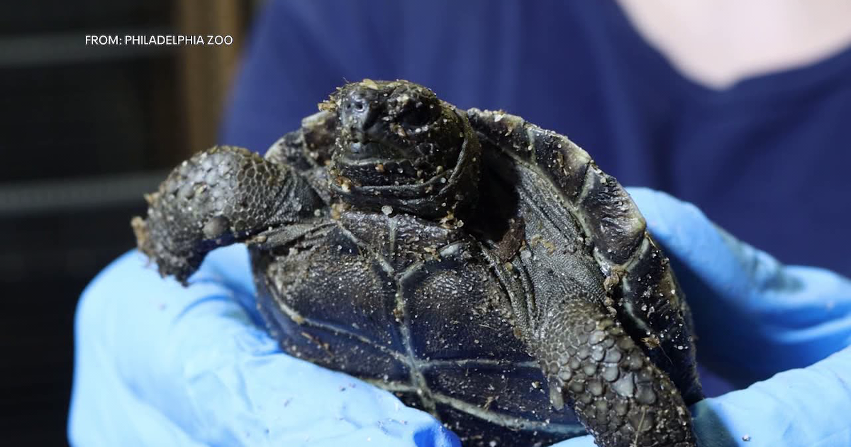 Philadelphia Zoo introduces clutch of Galapagos tortoises for