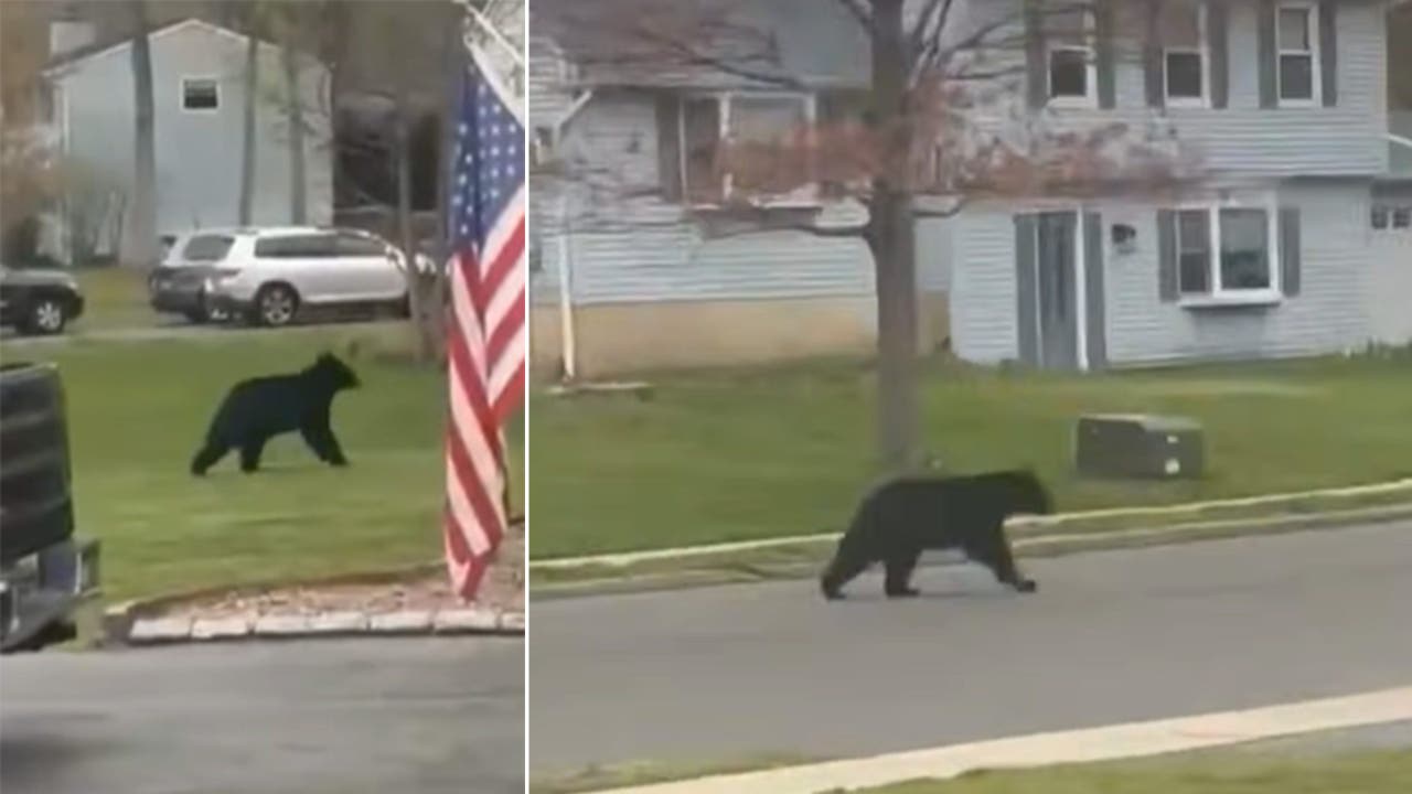 Black bear spotted in NJ neighborhoods as hibernation comes to an