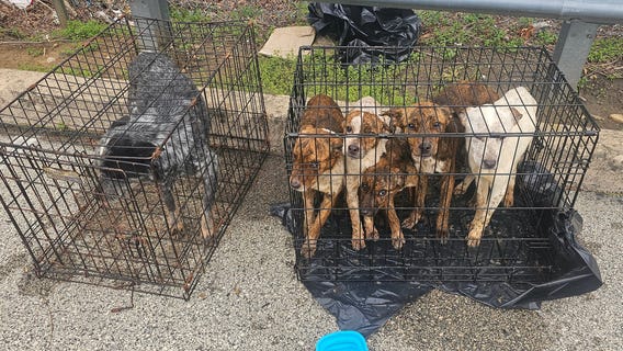 Malnourished dogs found abandoned in cages near Montco shopping center