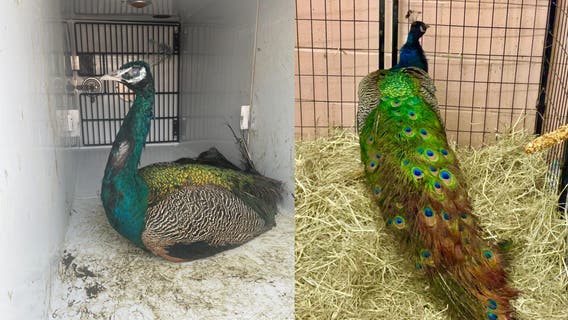 Peacock found 'strutting' around streets of Philadelphia: 'Only in Philly!'
