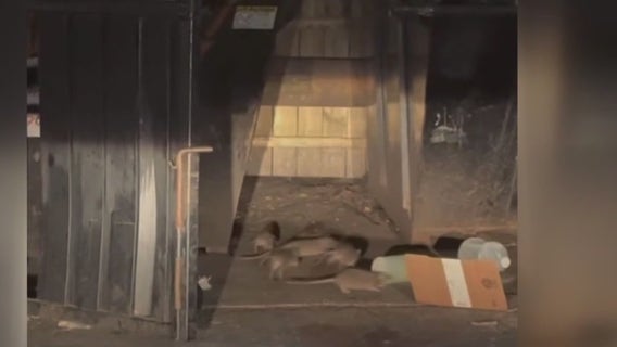 Rats seen scurrying in Philly neighborhood have residents beyond frustrated: 'It's gross!'