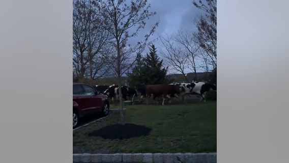 Video: Dairy cows caught on camera wandering free in Bucks County