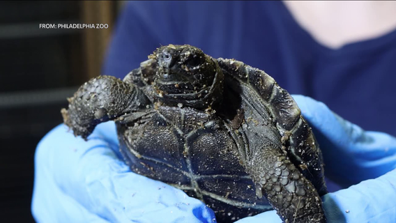 Philadelphia Zoo introduces clutch of Galapagos tortoises for first time in over 150 years