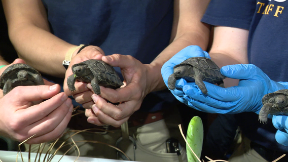 Philadelphia Zoo reveals names of baby Galapagos tortoises