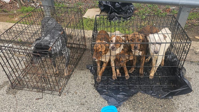 Malnourished dogs found abandoned in cages near Montco shopping center