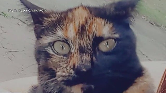 Pet owners beware as police investigate cat shot with BB gun in Montgomery County