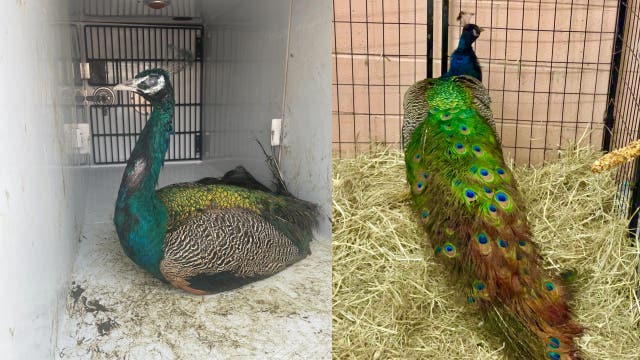 Peacock found 'strutting' around streets of Philadelphia: 'Only in Philly!'
