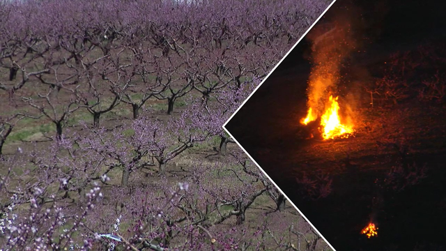 Linvilla Orchards takes drastic measures to protect peach trees from freezing temperatures