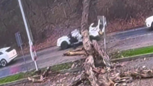 Driver escapes after massive tree falls onto SUV in Chester County
