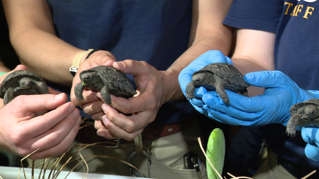 Philadelphia Zoo reveals names of baby Galapagos tortoises