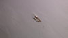 Woman came just inches from death when bullets flew into Philly home: 'I got down'