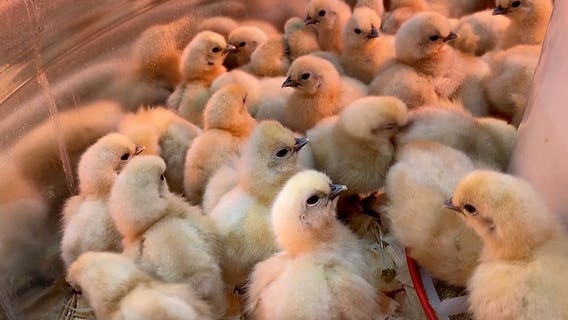 Thousands of chicks up for adoption after being abandoned in truck in Delaware