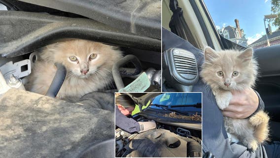 Tiny kitten rescued from under hood of vehicle in Bucks County