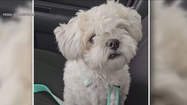 Caught on camera: Woman pleads for return of dog snatched out of front yard