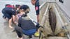 Dolphin euthanized after being stranded on beach at Jersey Shore