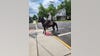 Man on horse helps police catch hit-and-run suspect in small NJ town