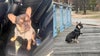 French bulldog 'Tooty' taken in Delaware burglary