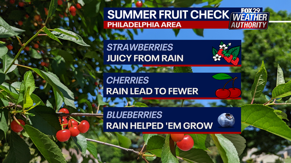 Linvilla Orchards Strawberry Festival 2025: Why are strawberries so sweet this year?