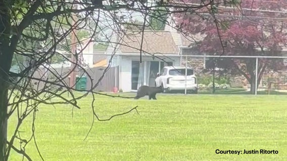 Black bear spotted wandering Bucks County neighborhoods