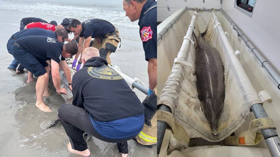 Dolphin euthanized after being stranded on beach at Jersey Shore