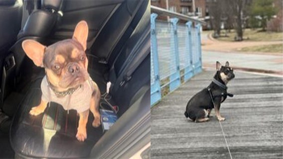 French bulldog 'Tooty' taken in Delaware burglary