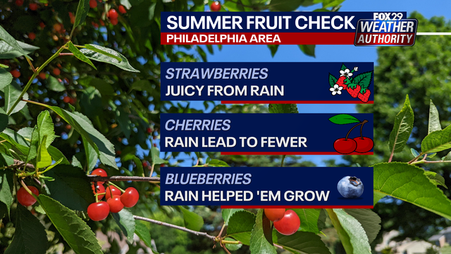 Linvilla Orchards Strawberry Festival 2025: Why are strawberries so sweet this year?