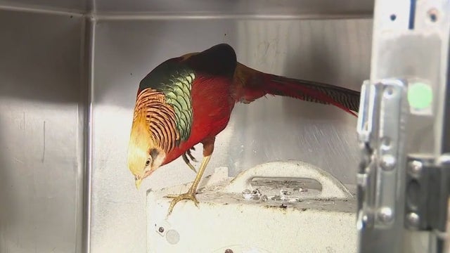 Exotic animals, including a gator, arrive to ACCT Philly in matter of days