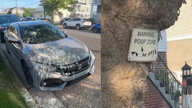 Driver picks the wrong tree to park underneath in North Wildwood