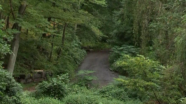 Coyote sightings at Philadelphia park sparks wildlife reminder