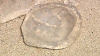 Jellyfish invasion at Delaware beaches: Visitors urged to stay cautious