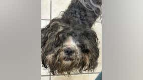 3 dogs abandoned, left in the rain outside NJ animal shelter: officials