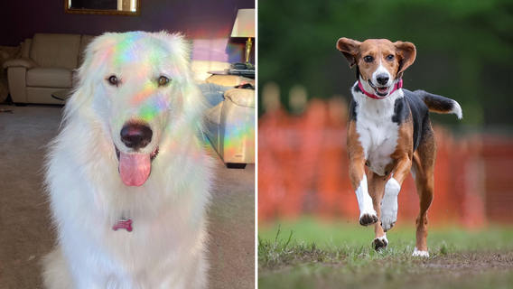 Death of 2 dogs at Bucks County kennel prompts investigation; grieving families seek justice