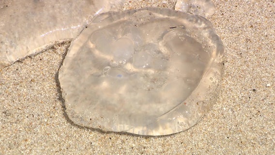 Jellyfish invasion at Delaware beaches: Visitors urged to stay cautious