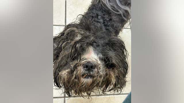 3 dogs abandoned, left in the rain outside NJ animal shelter: officials