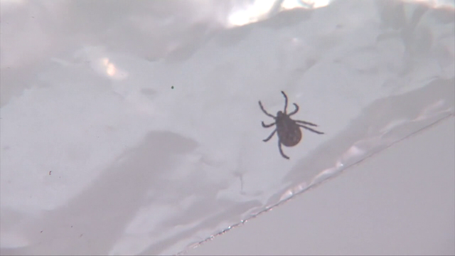 Emergency room visits for tick bites spike in the Northeast: CDC data