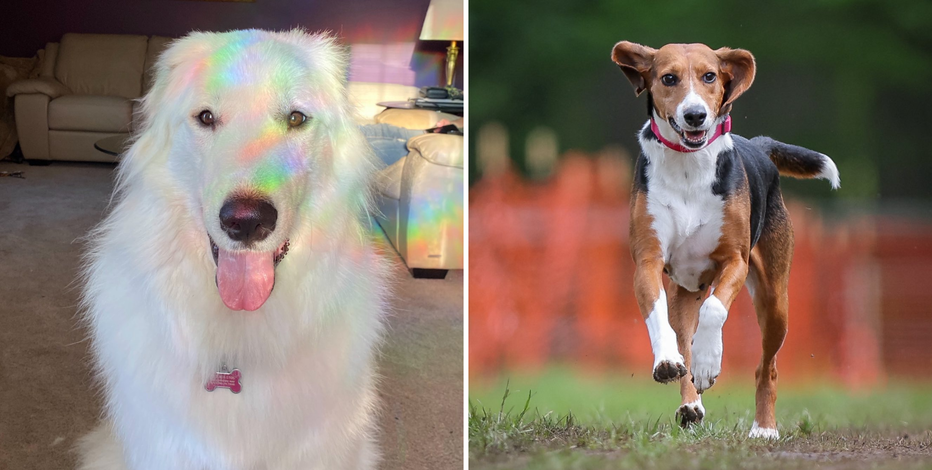 Death of 2 dogs at Bucks County kennel prompts investigation; grieving families seek justice