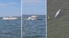 Necropsy to be performed on whale that died after collision with boat in Barnegat Bay