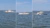 Whale dies after getting hit by boat, knocking passenger overboard in Barnegat Bay