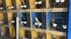 Nearly 45 hens, chickens rescued from Philly home amid cockfighting concerns: ACCT Philly