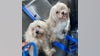 8 animals saved from hot car by Temple University police