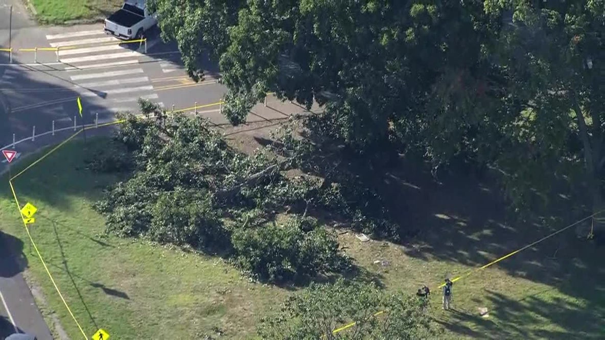 4 men injured after tree falls in Fairmount Park: police
