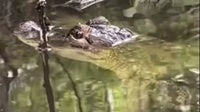 Wild alligator spotted in Bucks County: Residents flock to catch a glimpse