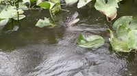 Alligator spotted in Bucks County lake: Residents flock to catch a glimpse
